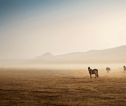 أهمية توفير البيئة المناسبة للخيل