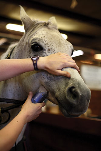 طقم سرج تحمل horseback