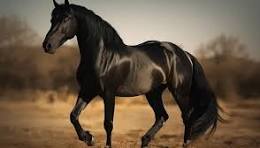 خيل عربي اصيل